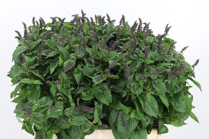 <h4>Mentha Purple Sensation</h4>