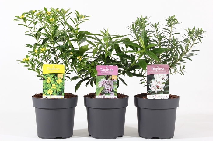 <h4>Daphne mix C2.5</h4>