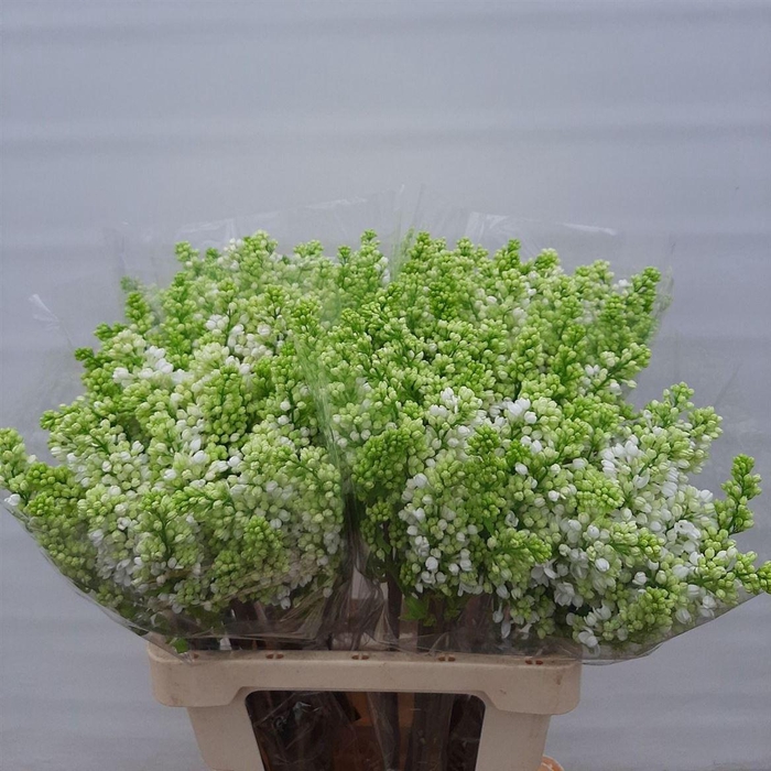 <h4>Syr V Mme Fl Stepman</h4>