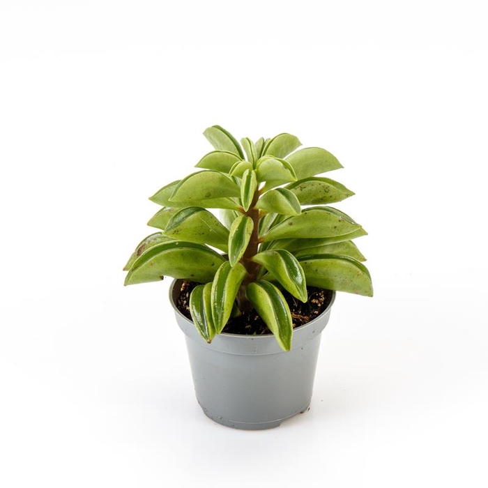 <h4>PEPEROMIA DOLABRIFORMIS P6 FIRESPARK</h4>