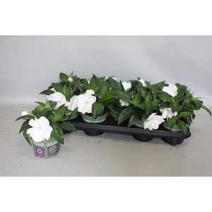 Impatiens N.G.ClockWork White