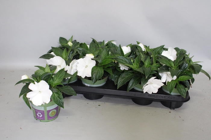 <h4>Impatiens N.G.ClockWork White</h4>