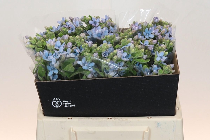 <h4>Oxypetalum Tweedia Blue</h4>