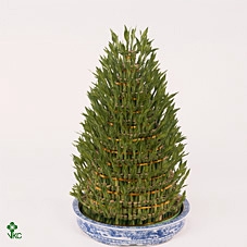 Lucky Bamboo Stem Spiral 40cm in Tube cover Colormix