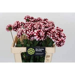 Dahlia Checkers