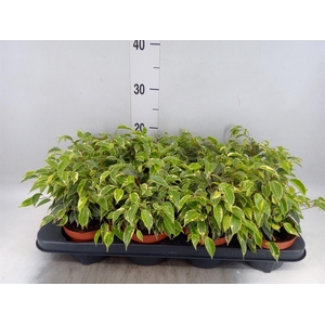 Ficus benja. 'Kinky'
