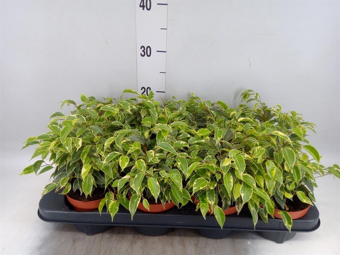 Ficus benja. 'Kinky'