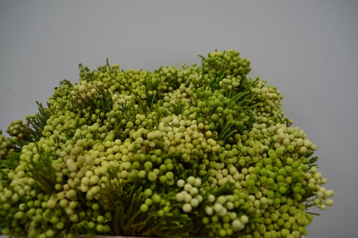 BERZ LANUGINOSA