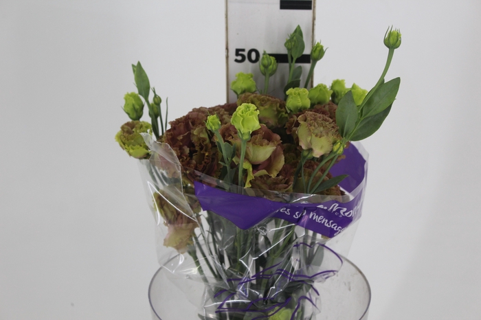 <h4>LISIANTHUS ROSANNE TERRACOTA</h4>