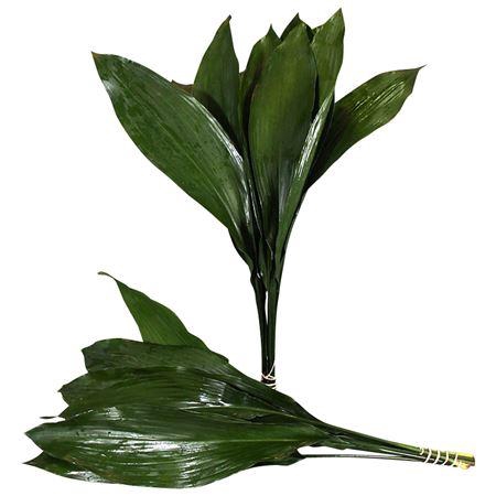 ASPIDISTRA  70 CM GT
