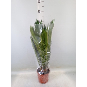 Cycas revoluta