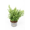 Ilex crenata 'Dark Green' bush 40-60cm
