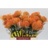 Nutans Ayoba Peach
