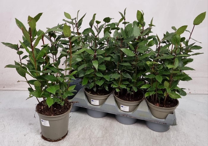 <h4>LAU NOBILIS</h4>