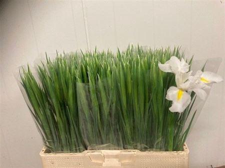 <h4>Iris White Magic</h4>