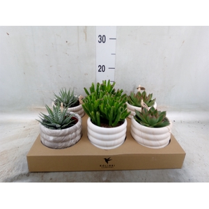 Succulents   ...mix 3