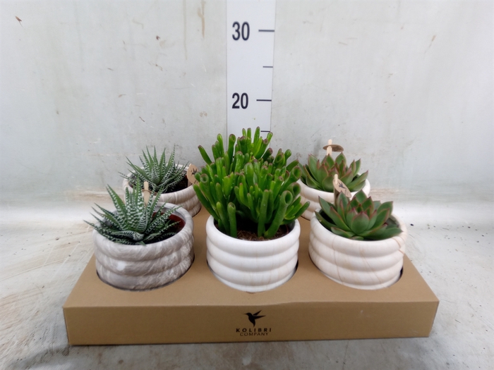 <h4>Succulents   ...mix 3</h4>