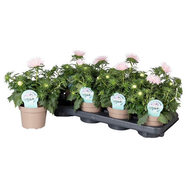 <h4>Callistephus Chinensis Licht Roze met steeketiket</h4>