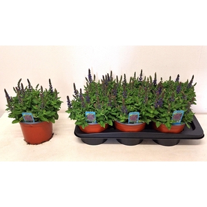 SALVIA NE SE DP BLUE