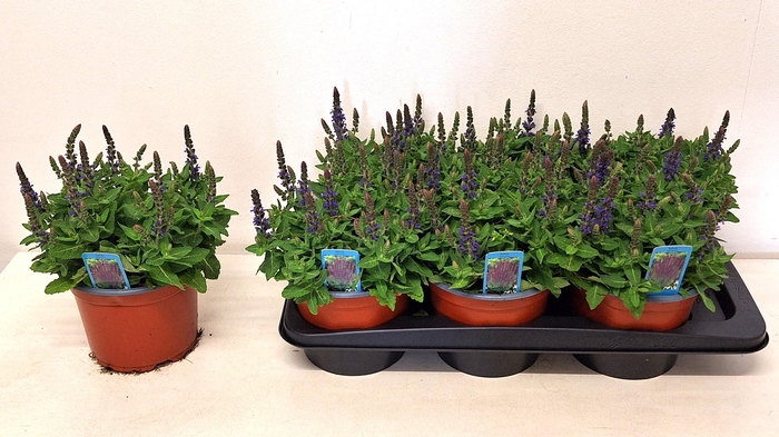 <h4>SALVIA NE SE DP BLUE</h4>