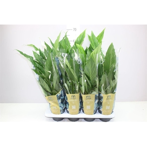 Spathiphyllum Sweet Chico