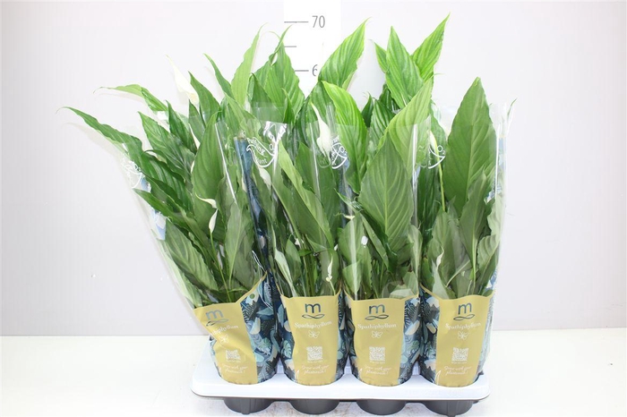 <h4>Spathiphyllum Sweet Chico</h4>