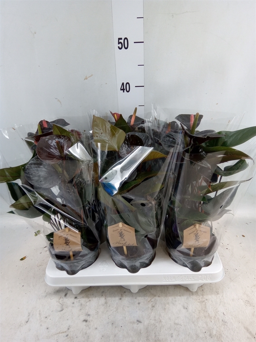 <h4>Anthurium  'Black Love'</h4>