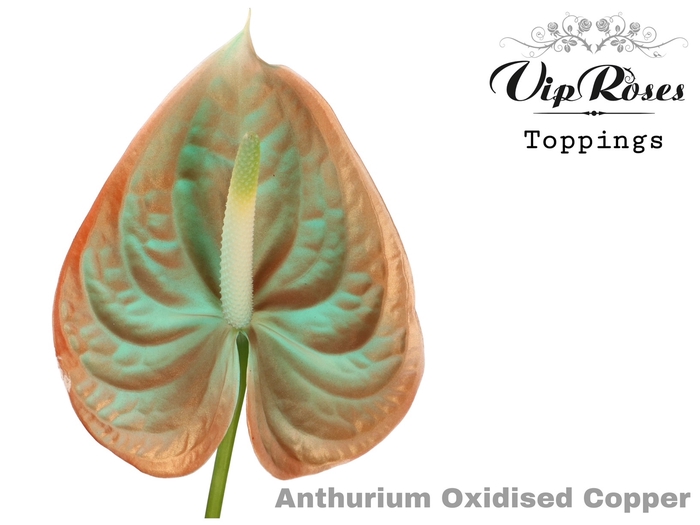 <h4>Anth Vip A Oxidised Copper</h4>