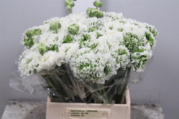 <h4>Ran Pon-pon Igloo Ex</h4>