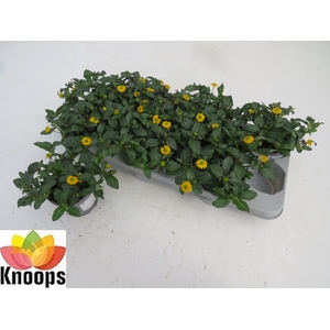 SANV PROCUMBENS