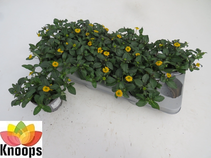 <h4>SANV PROCUMBENS</h4>
