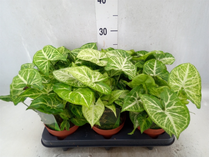 <h4>Syngonium  'Arrow'</h4>