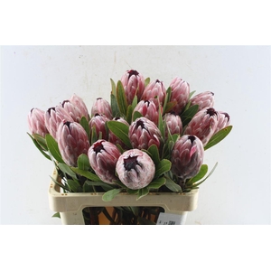 Protea Pink Ice