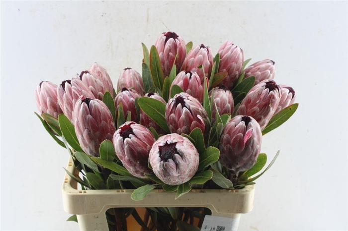 <h4>Protea Pink Ice</h4>