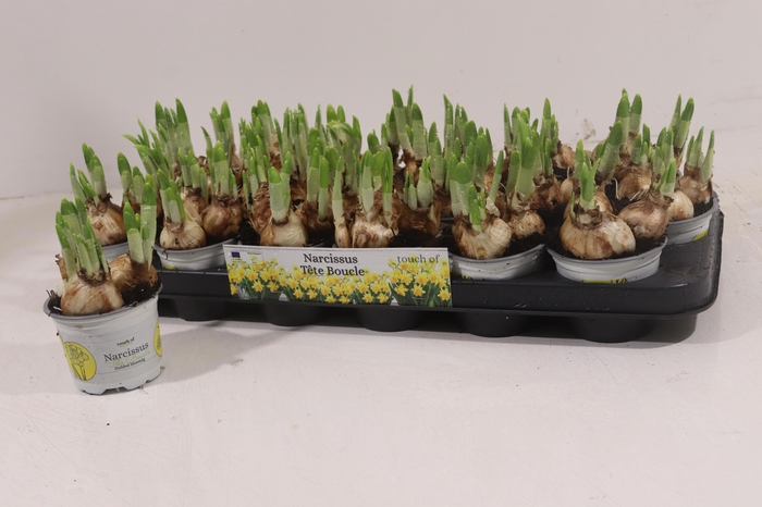 arr8 Narc D Tete Boucle