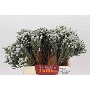 Kaaps Groen Silver Brunia