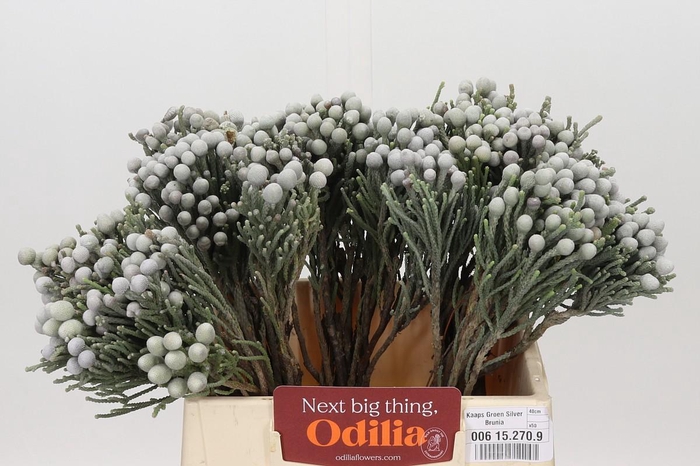<h4>Kaaps Groen Silver Brunia</h4>