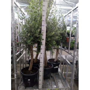 Olea europaea