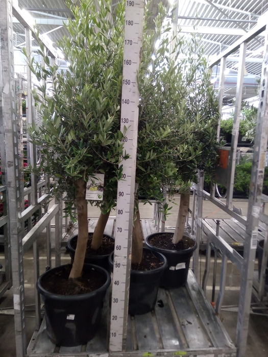 <h4>Olea europaea</h4>