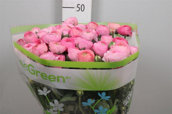 <h4>Ran Aazur Li Pink</h4>