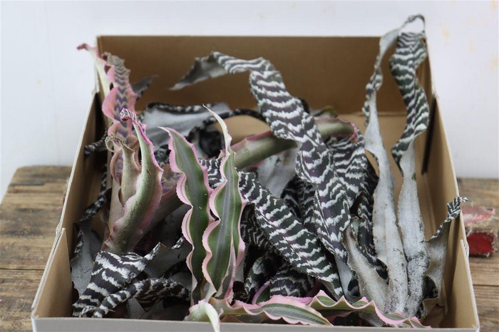 <h4>Cryptanthus Gem</h4>