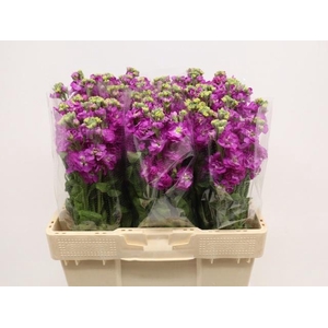 MATTH STOX DEEP ROSE