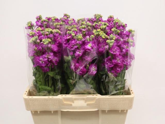 <h4>MATTH STOX DEEP ROSE</h4>