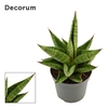Sansevieria Snow Lotus Crown 6 cm (Decorum)