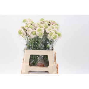 Scab At F Va B Scoop