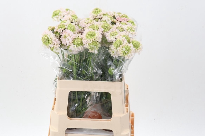 <h4>Scab At F Va B Scoop</h4>