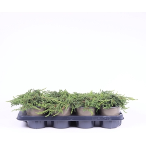Juniperus communis Green Carpet