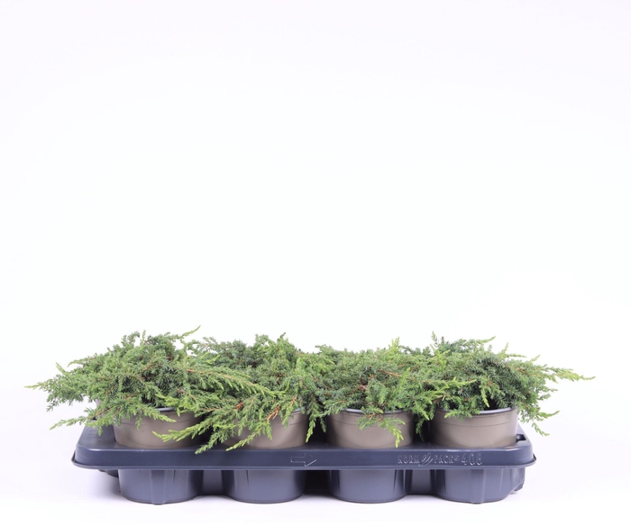 <h4>Juniperus communis Green Carpet</h4>