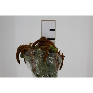 AMARANTHUS DOURADO 070 CM