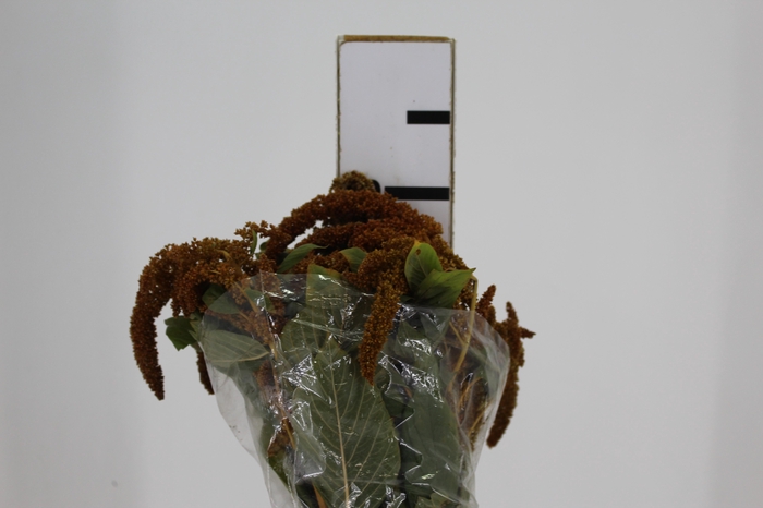 <h4>AMARANTHUS DOURADO 070 CM</h4>